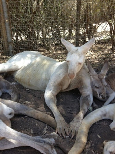 Funny Cool Pictures Great Pictures Of Albino Animals Cats