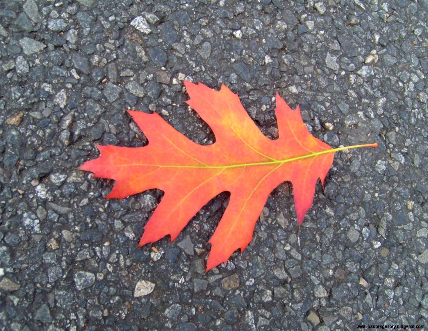 Description Red autumn leaf Description Red autumn leaf