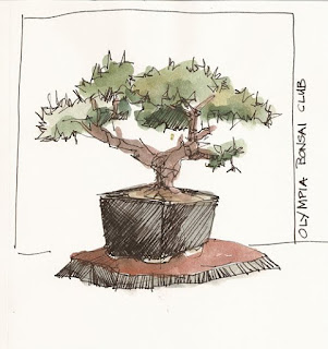 Pine tree bonsai