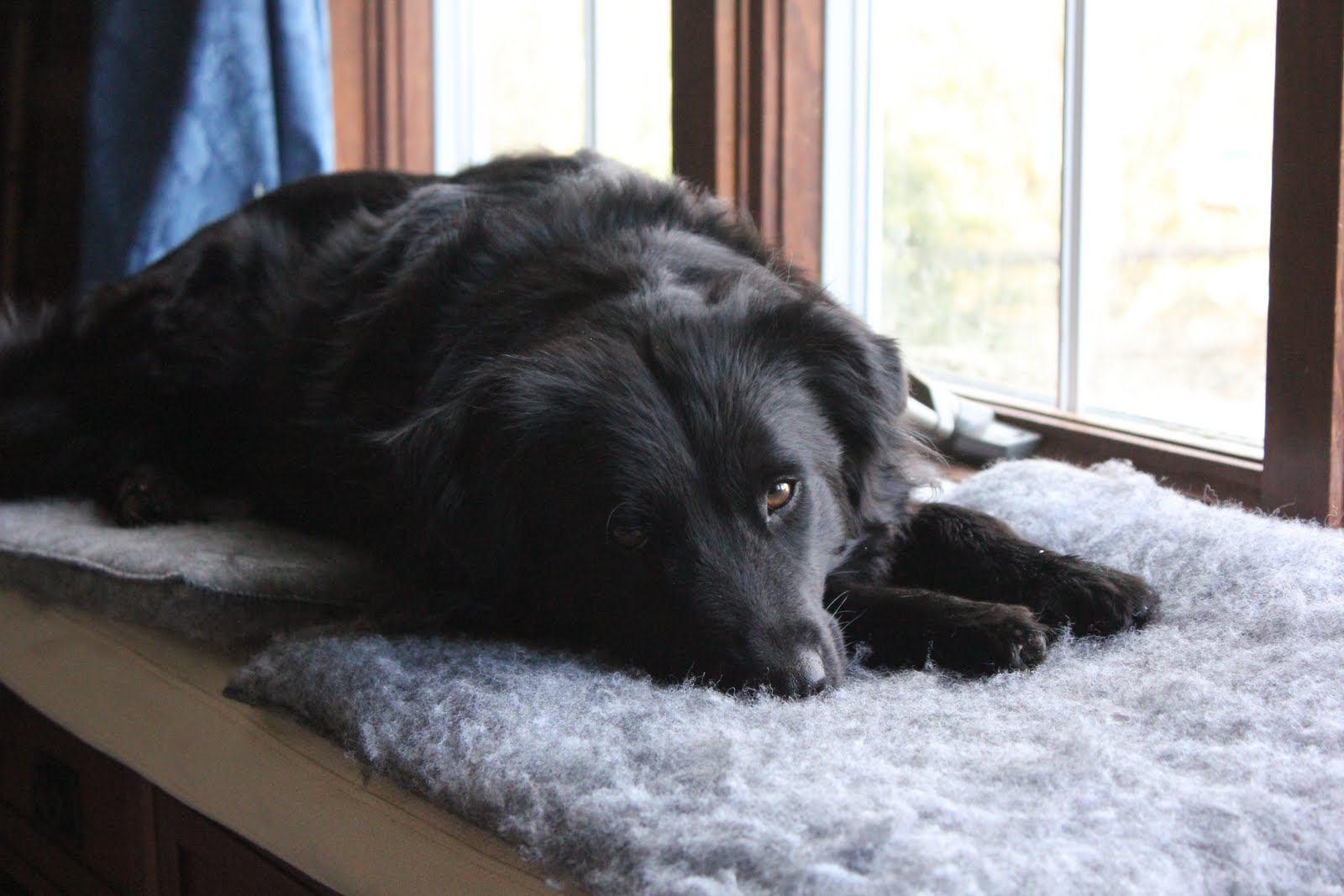 Places Everyone Part Ii Life With Dogs And Cats Life With Dogs