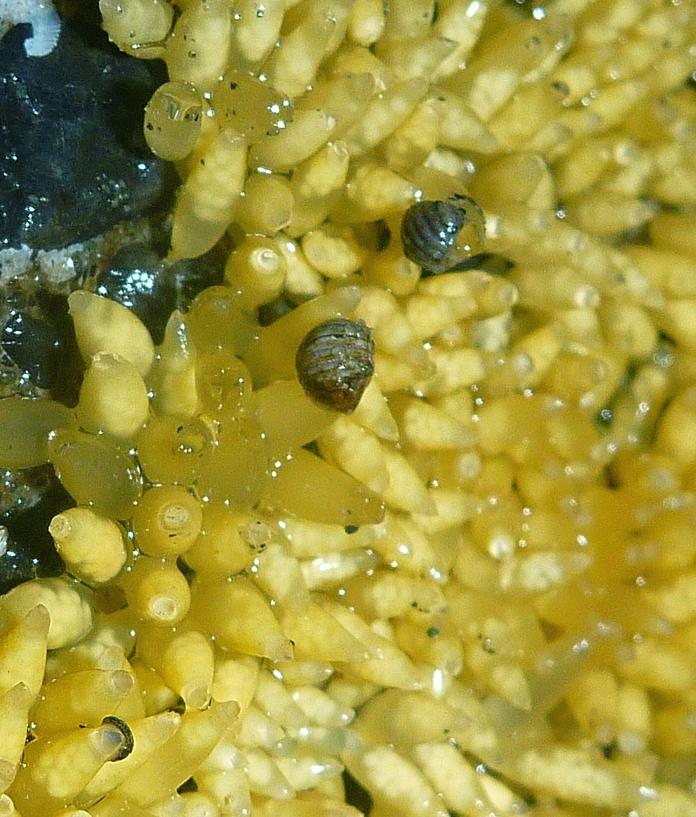 Buzz's Marine Life of Puget Sound PREDATORS OF THE NIGHT