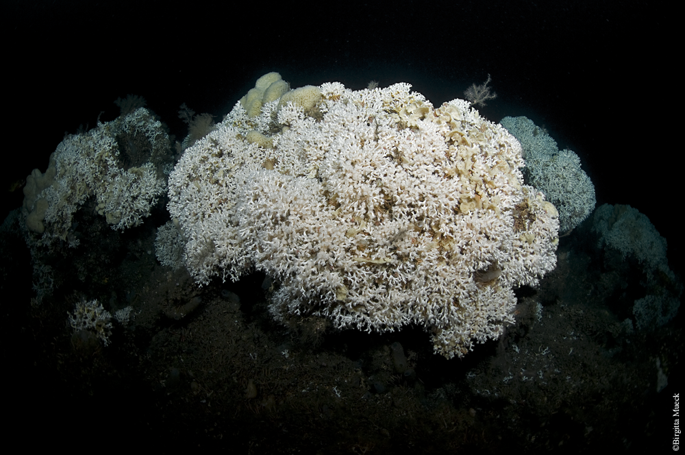 Film Foto Äventyr Lophelia pertusa