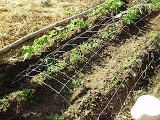 Ohiofarmgirl's Adventures In The Good Land: Keeping chickens out of the