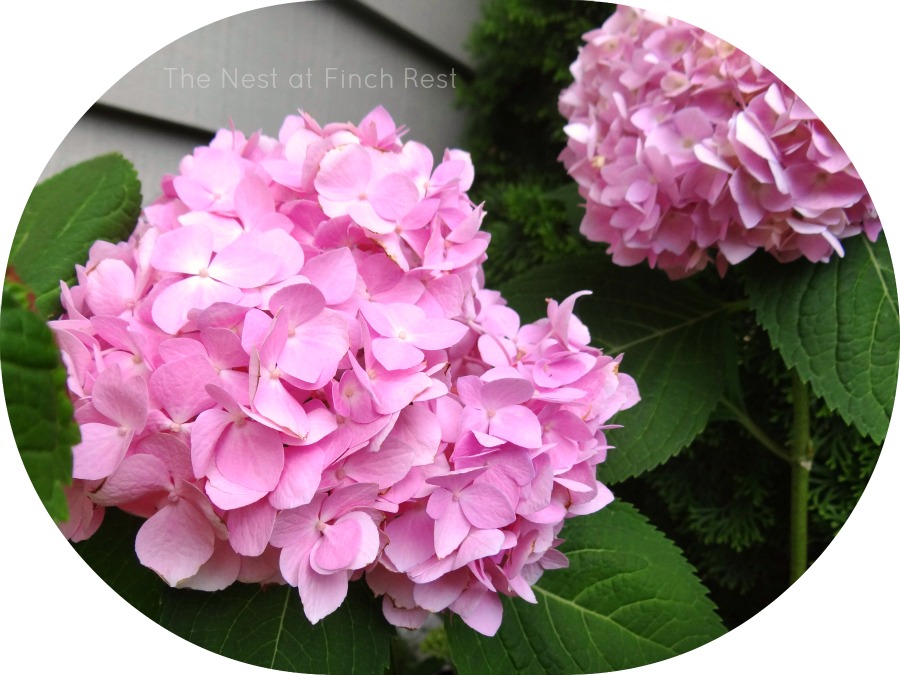 Impressions Of A Reader Photo Pink Hydrangea Bush