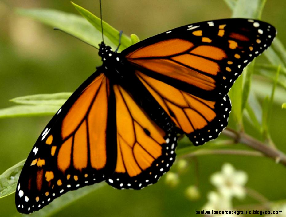 Free Monarch Butterfly Wallpaper download Animals Town Free Monarch Butterfly Wallpaper download Animals Town