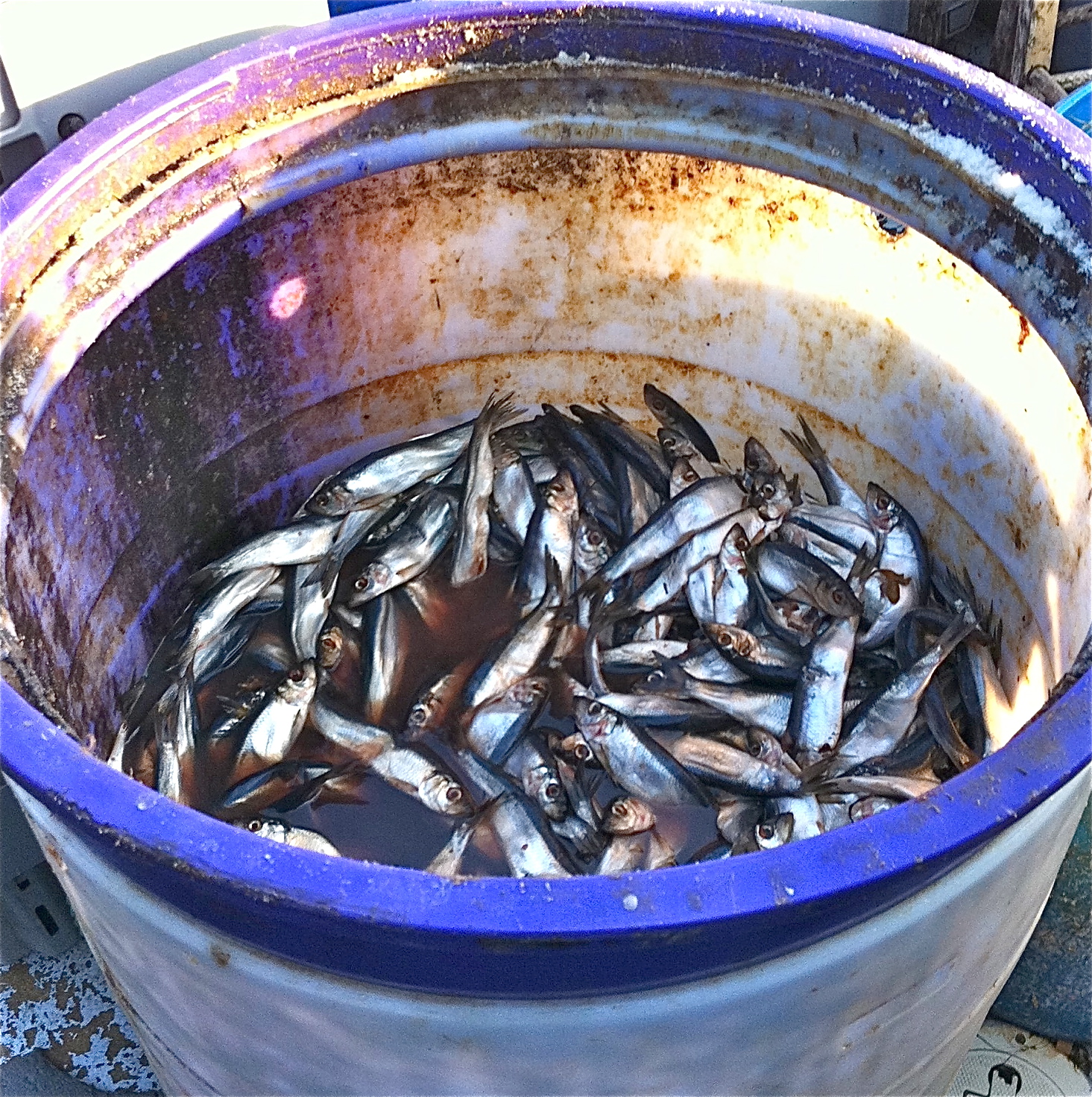 DISHES Three Swans Island Maine Lobsters