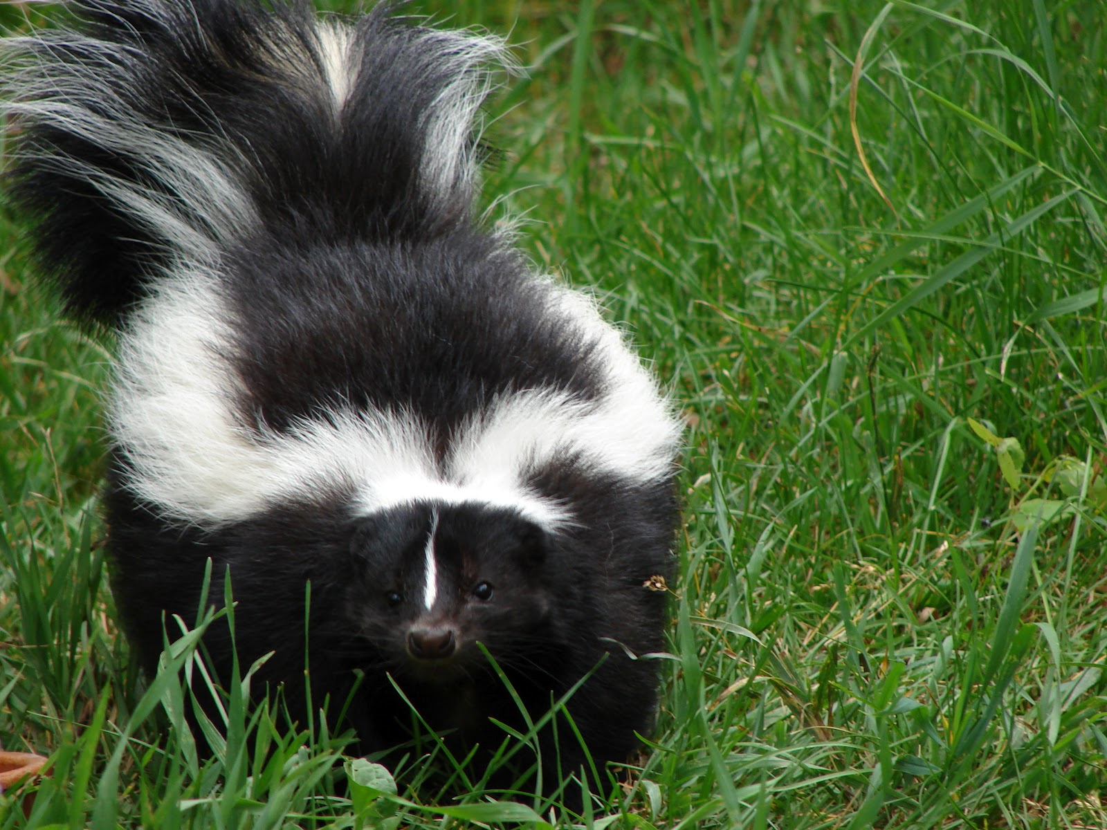 My Pet Skunk