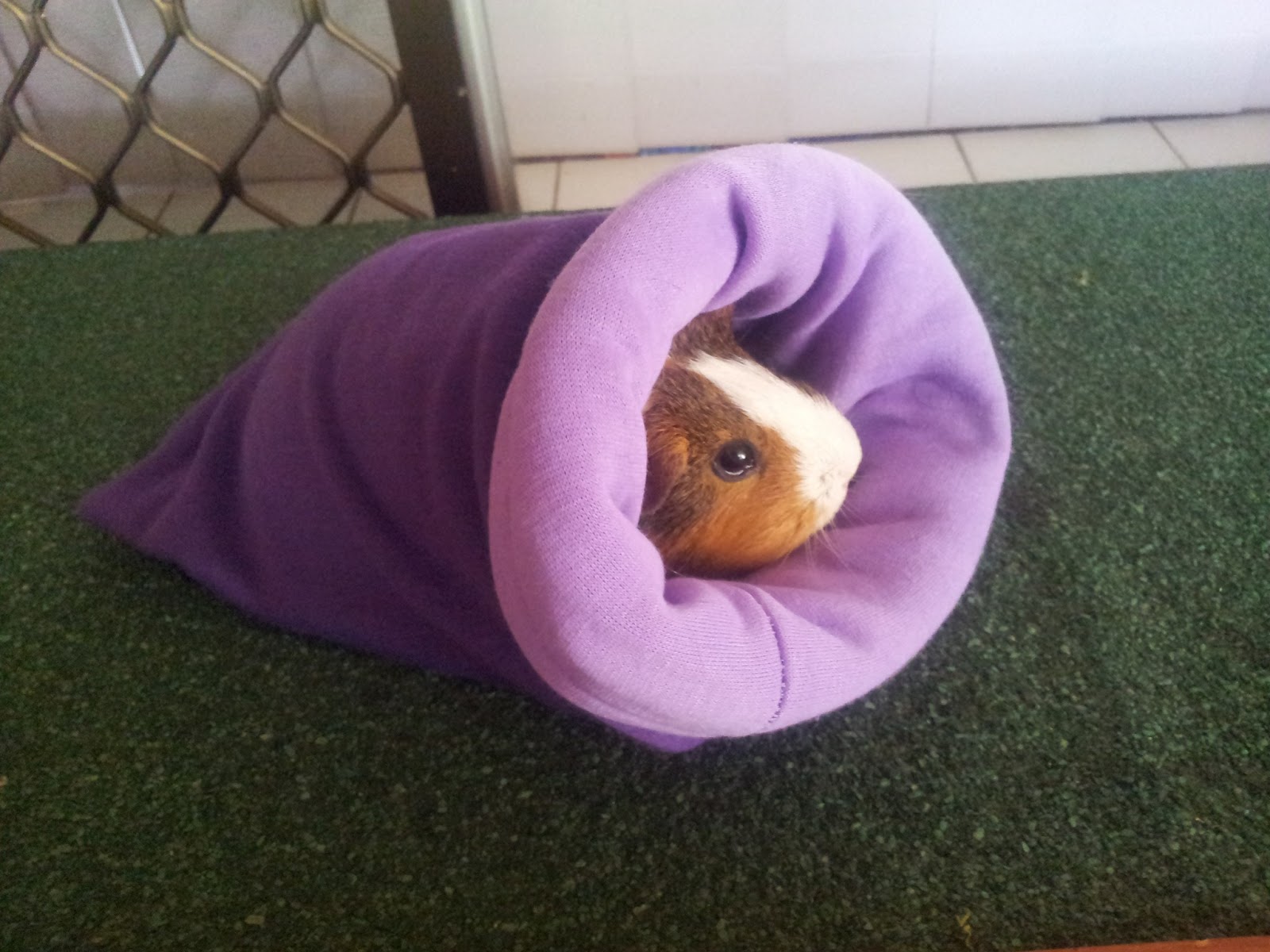 How to best 'tame' a young guinea pig? r/guineapigs