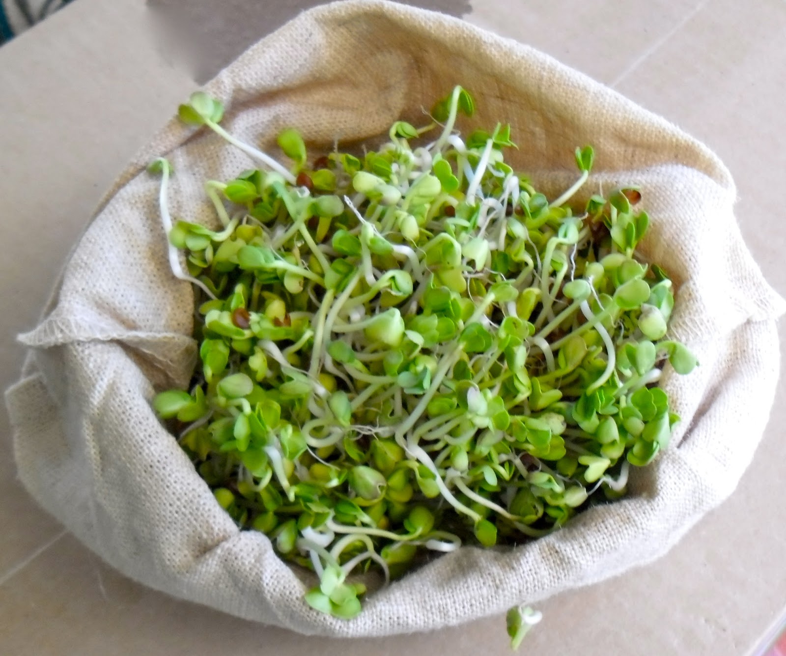 Sprout Out and Live! Radical Radish (sprouts)