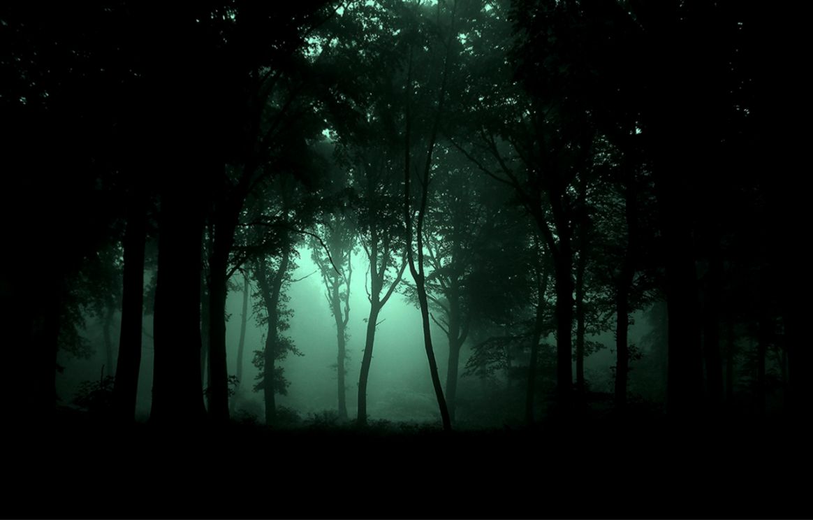 Dark Forest Night id 29260 – BUZZERG Dark Forest Night id 29260 – BUZZERG