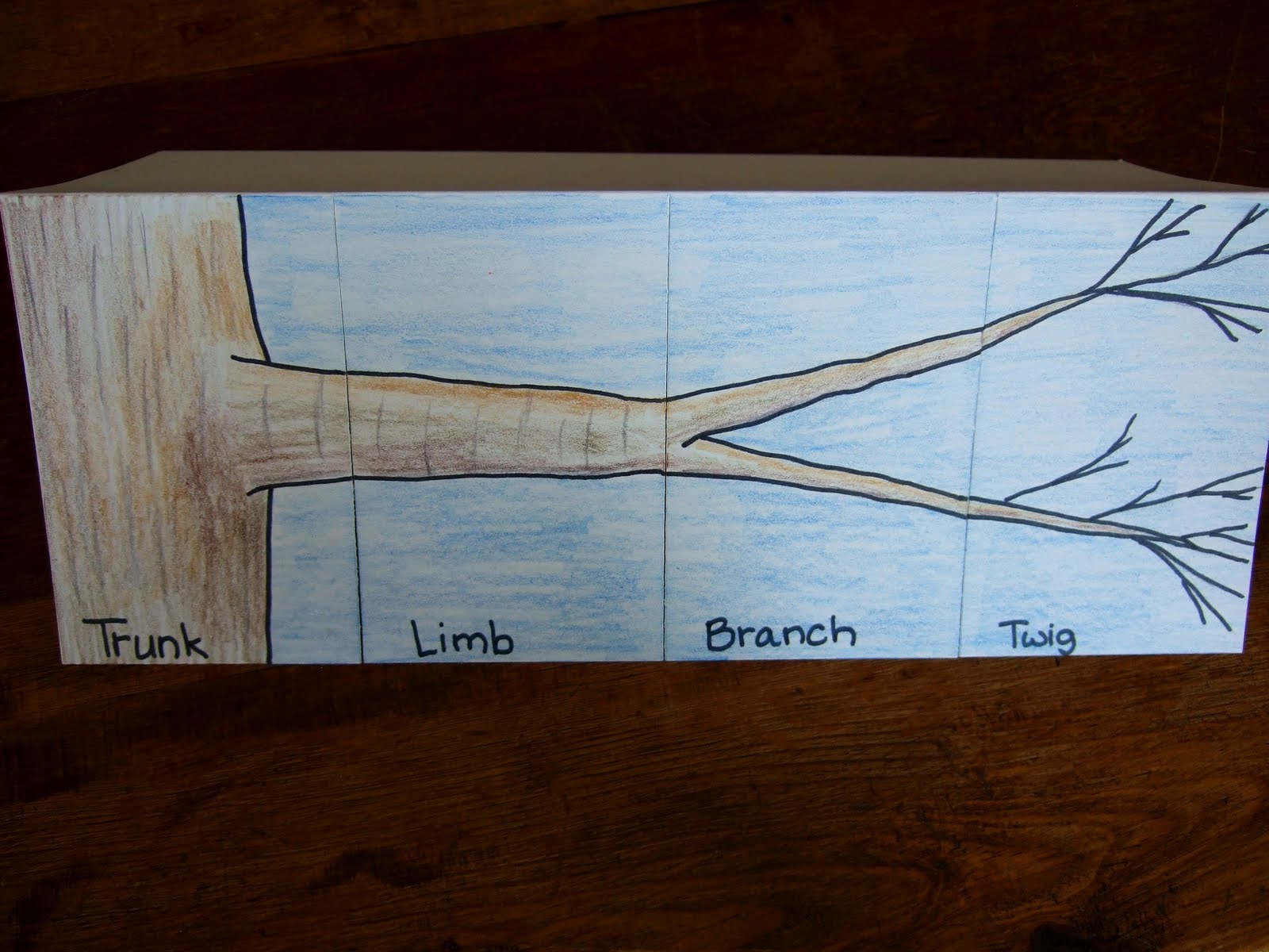 The Inspired Classroom Limb, Branch, And Twig; A Science Foldable