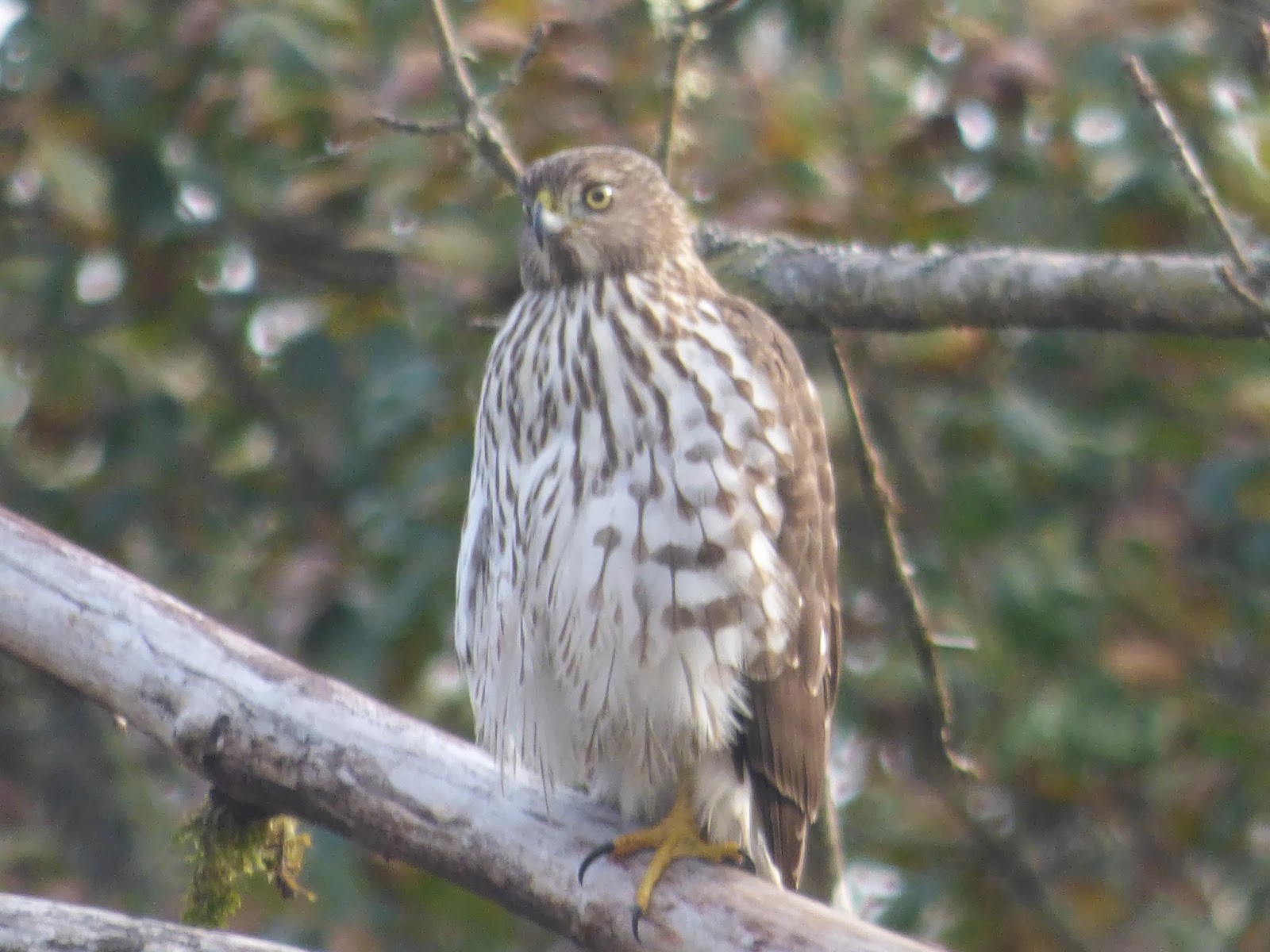 Birds Juvenile Cooper's Hawk