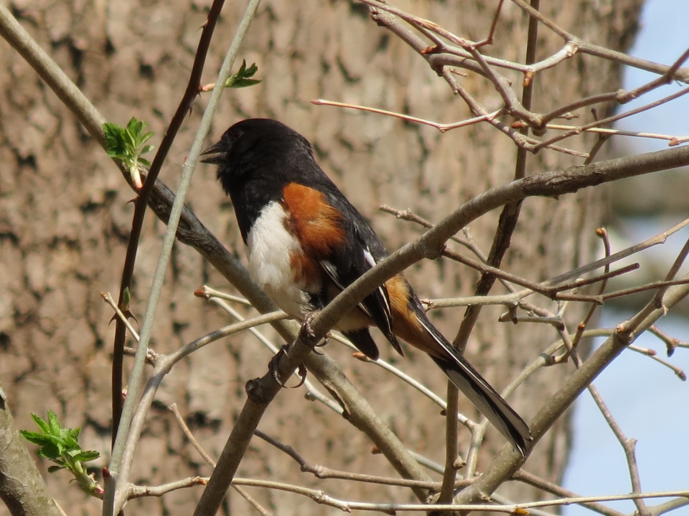 top 28 brown bird with and chest weedon s world of top 28 brown bird with and chest weedon s world of