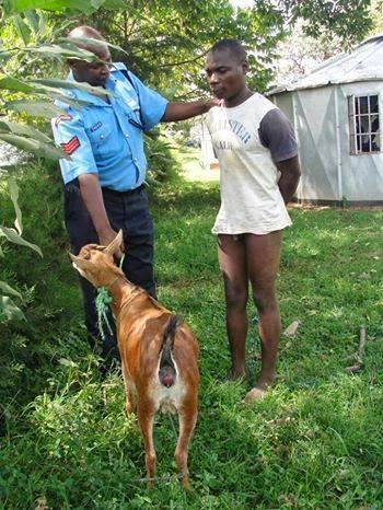 Gays and goats Transsexual escorts.com