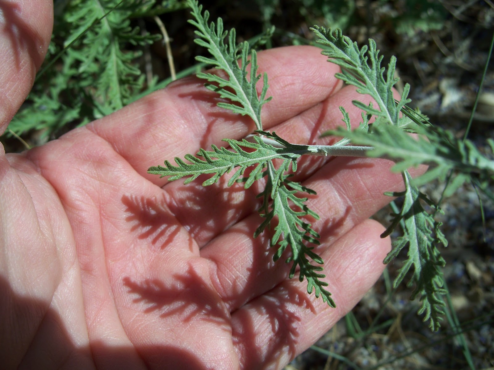 sage leaves sage leaves