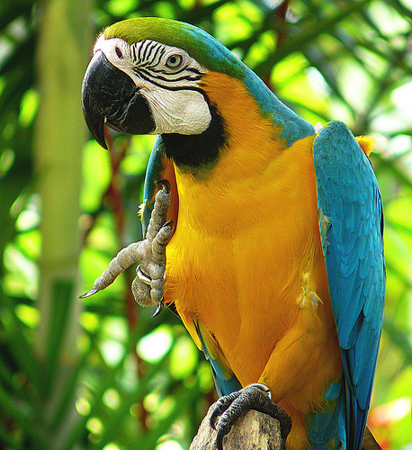 She a bird no1: PARROT'S PRICE IN INDIA