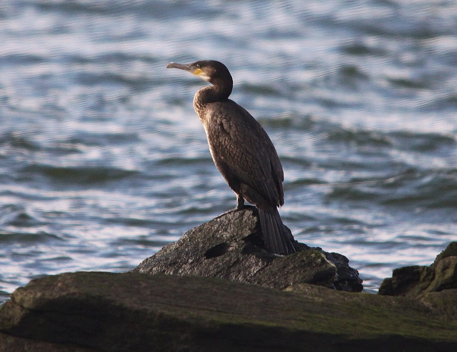 A Great Cormorant Comes back to the Bay Nature on the Edge of New
