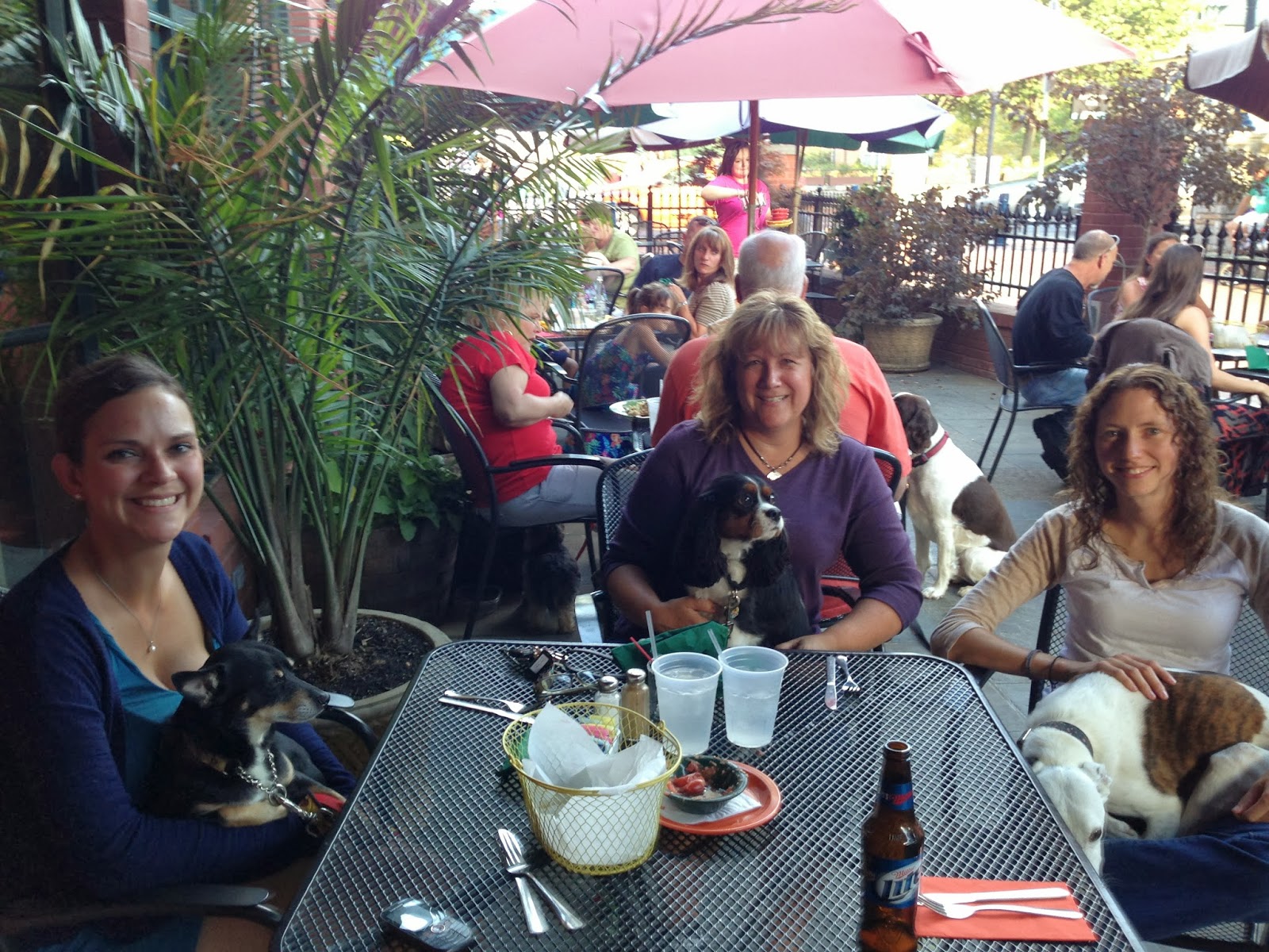 Dog Friendly Frederick, Maryland Kingsbrook Animal Hospital's Blog