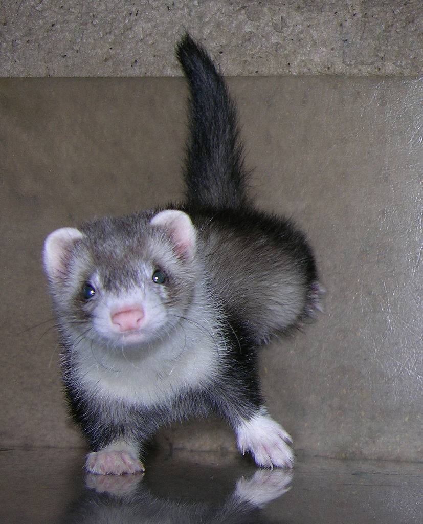 Ferret Backgrounds
