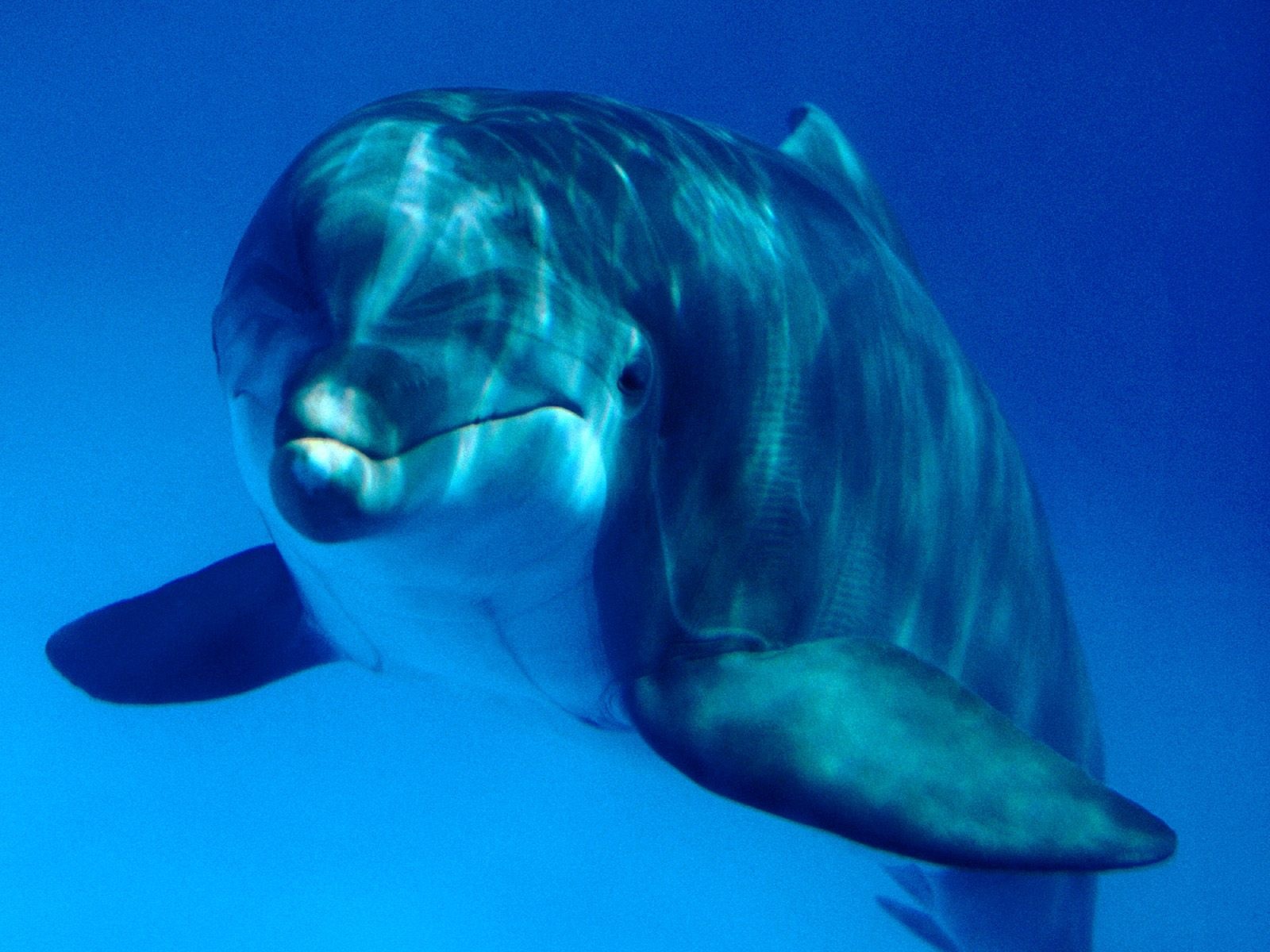 bottlenose dolphins habitat
