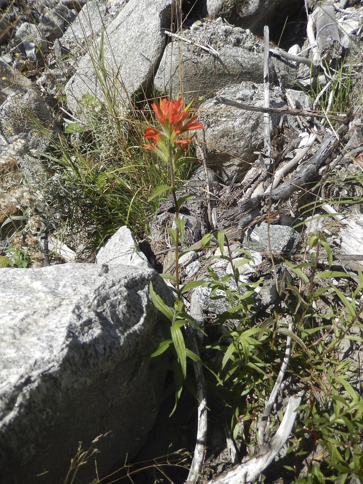 Powell River Books Blog Coastal BC Plants Indian Paintbrush