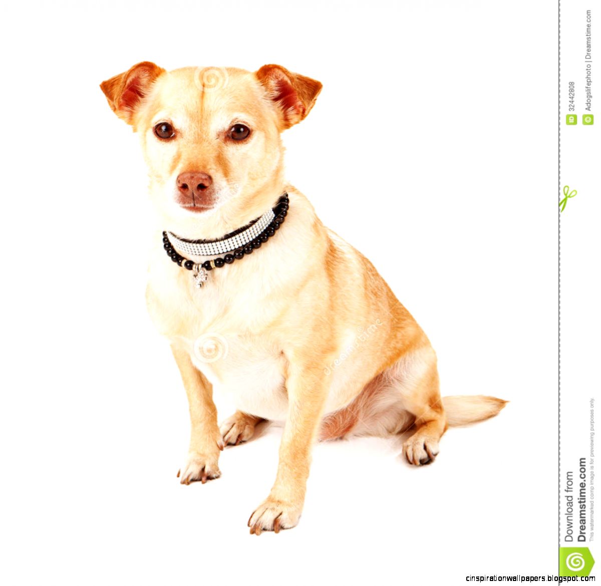 Chihuahua Terrier Mix Breed Chihuahua Terrier Mix Breed