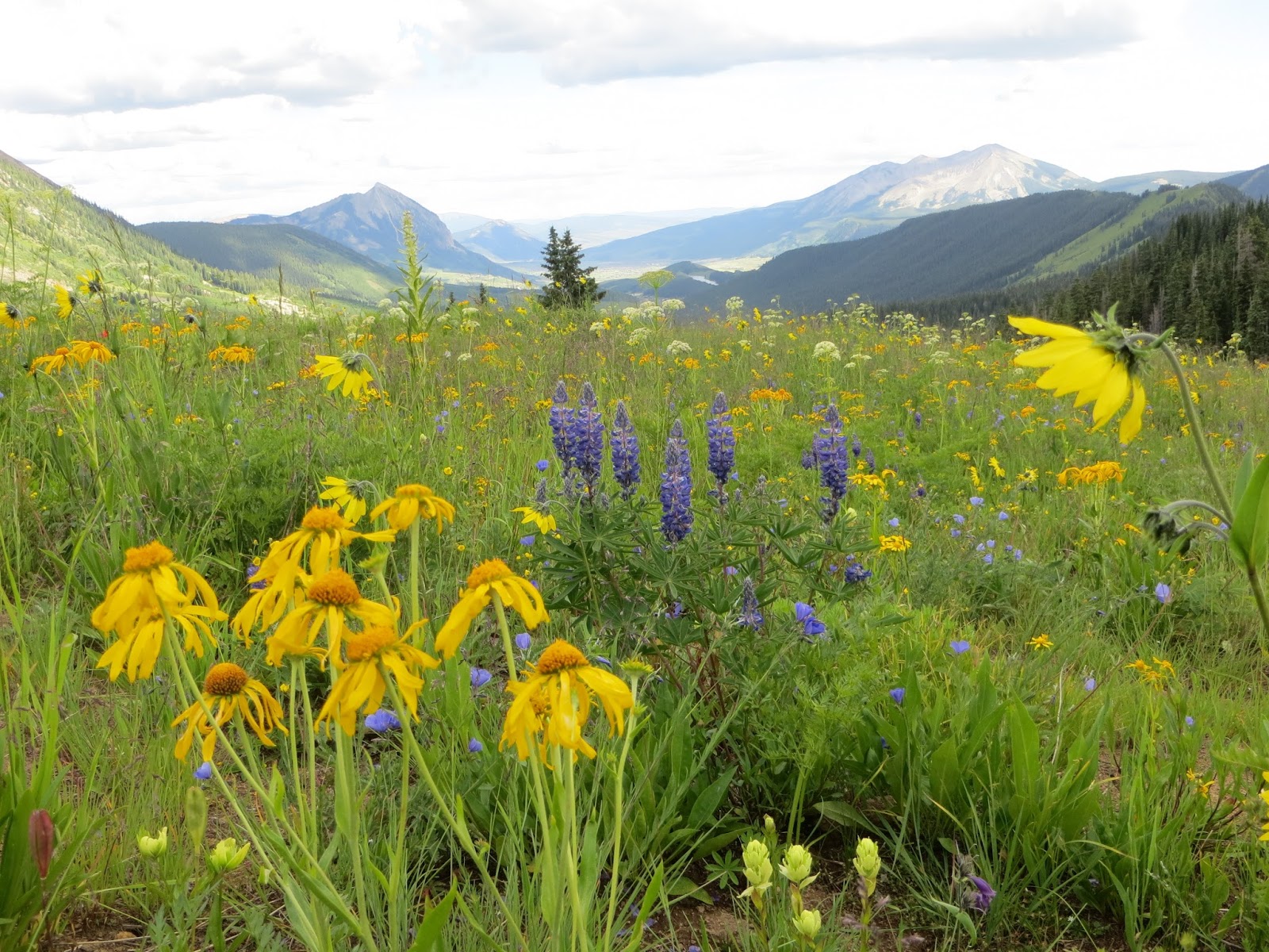 Colorado Mountain Gardener Colorado Native Plant Society Annual