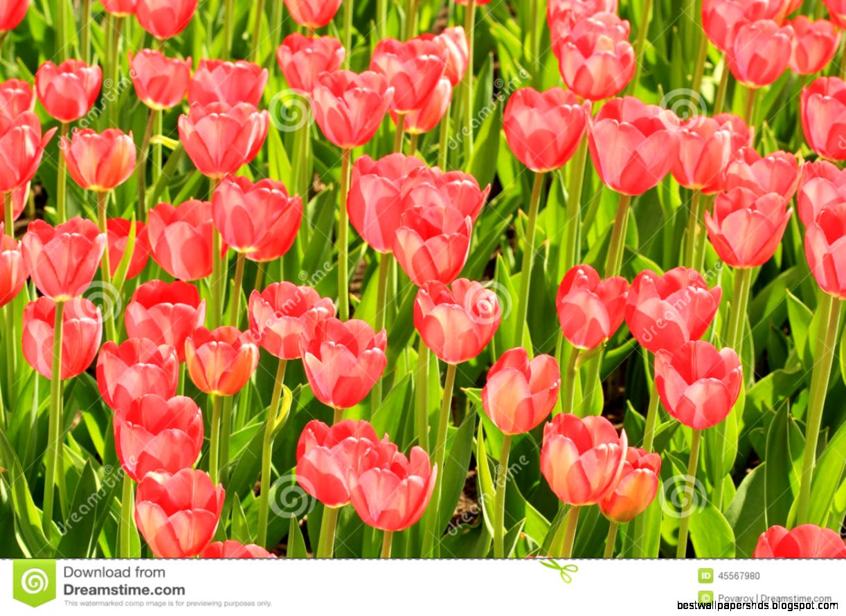 Red Tulips Blossom In Summer On A Green Background Stock Photo Red Tulips Blossom In Summer On A Green Background Stock Photo