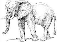 elephant coloring pages realistic