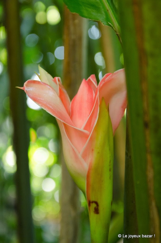 Guadeloupe  -Deshaies - jardin botanique - rose de porcelaine