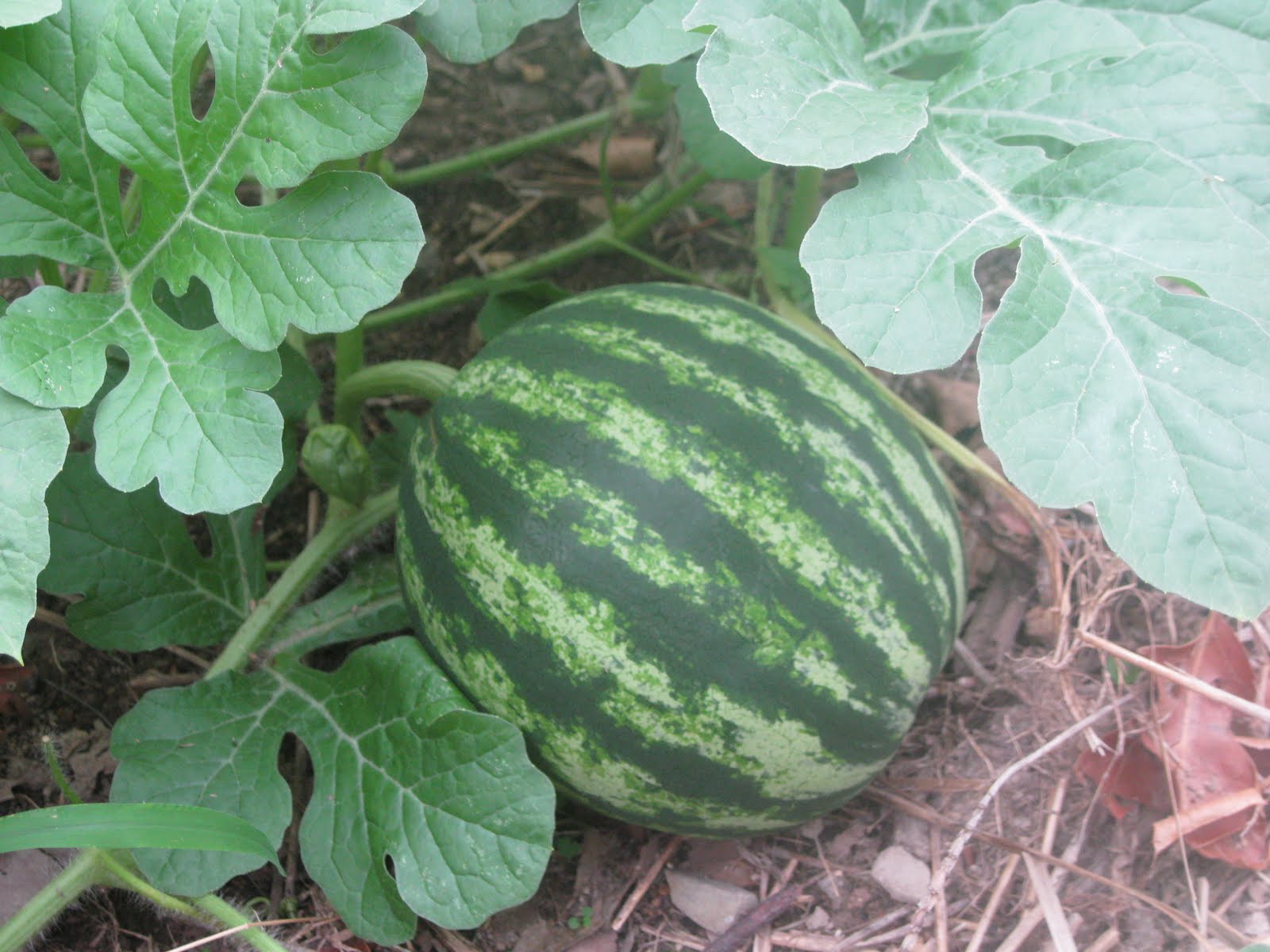 The Mountain Gypsy Still Watchin My Melons Grow
