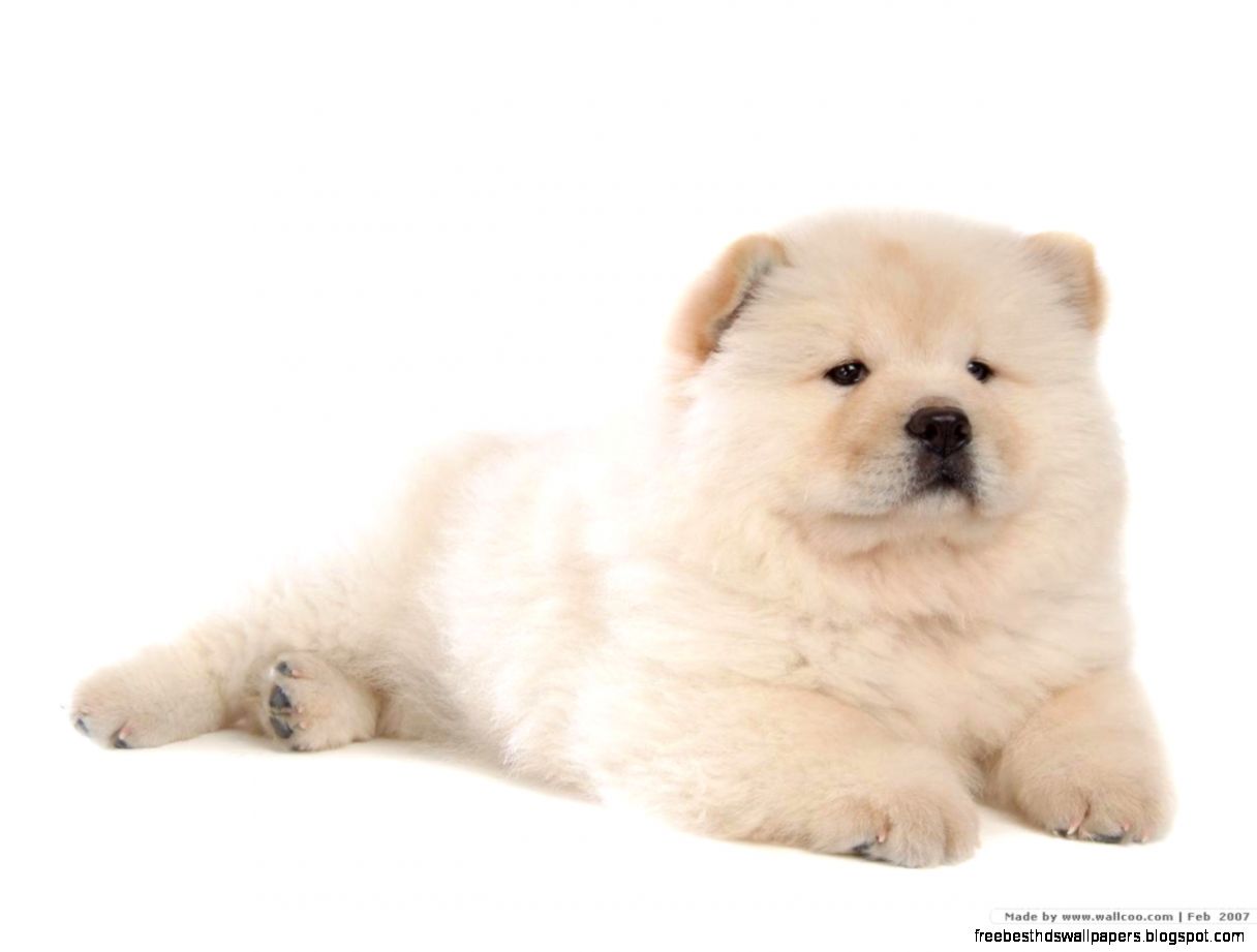 Chow Chow Puppy Dogs Chow Chow Puppy Dogs