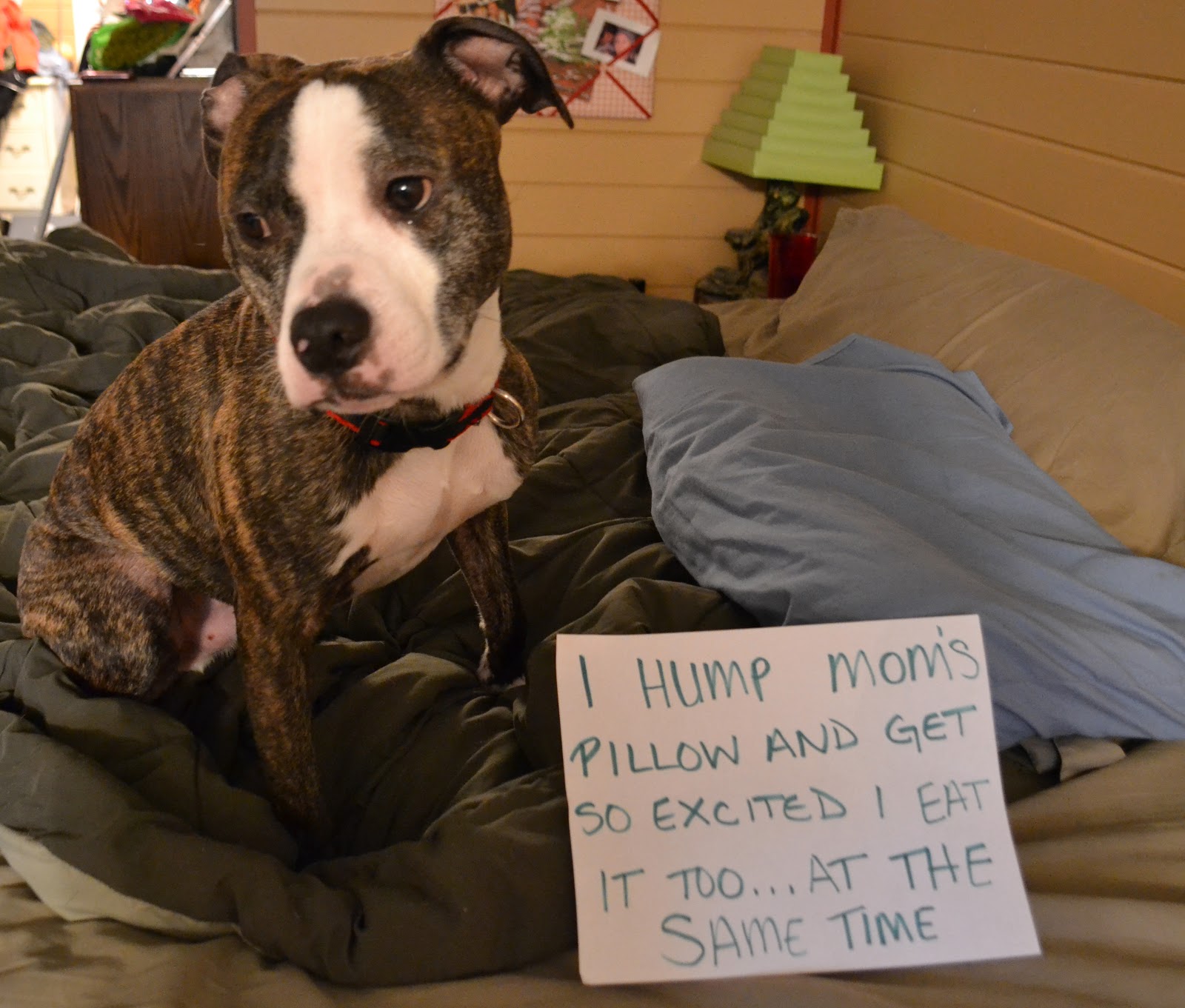 The Five Dog Blog Living Life Simply Messy A Shameful Vito