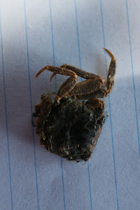 The Scorpion that Was in Norm's Boot