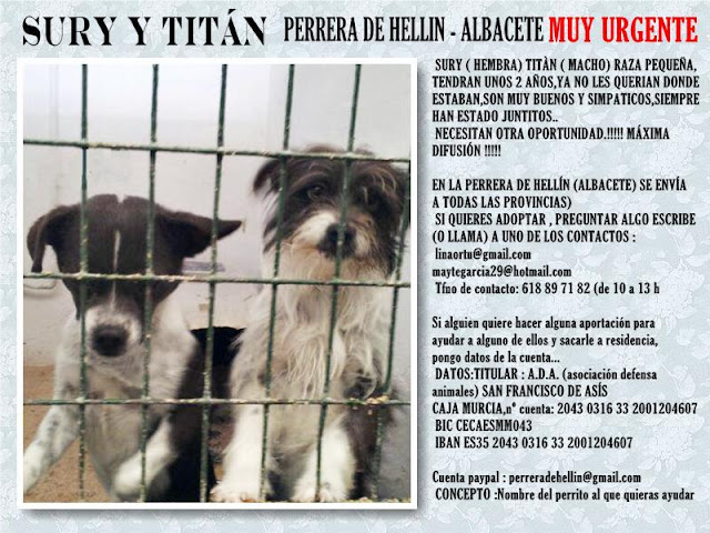 SURY y TITAN. 2 perritos de 2 años de tamaño pequeño en Hellin ( Albacete ) (PE) SURY+Y+TIT%C3%81N