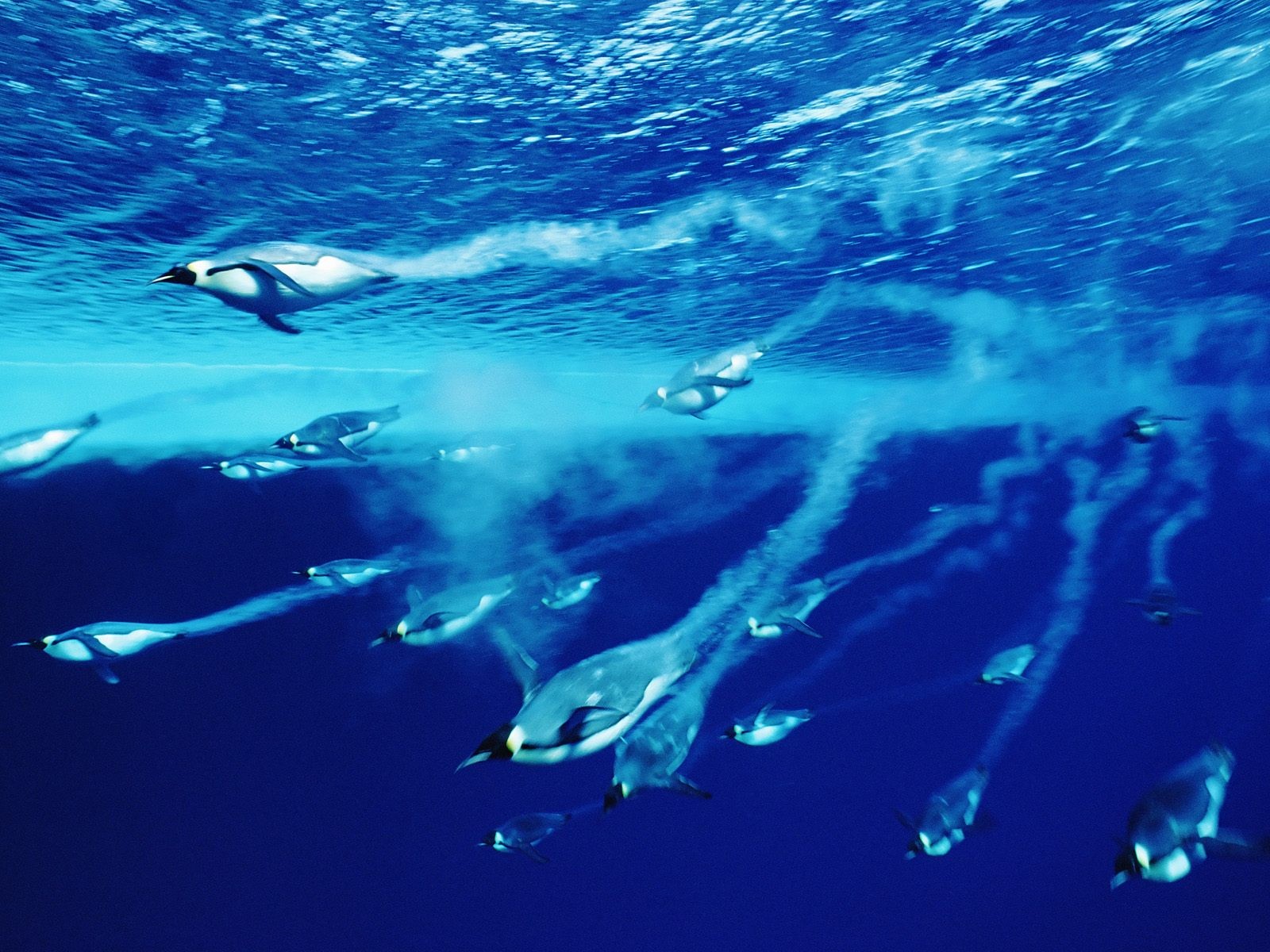 http://3.bp.blogspot.com/-3U1DLKYxlnY/T40HhPA07kI/AAAAAAAABgc/IiM3XrXB3c8/s1600/penguins-swimming-sea-full-hd-wallpaper.jpg