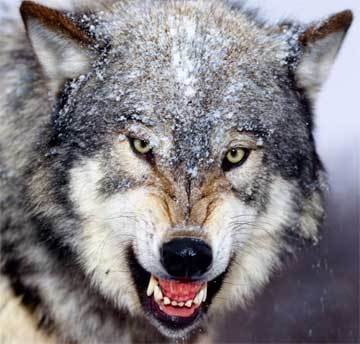 Angry Wolf Lol