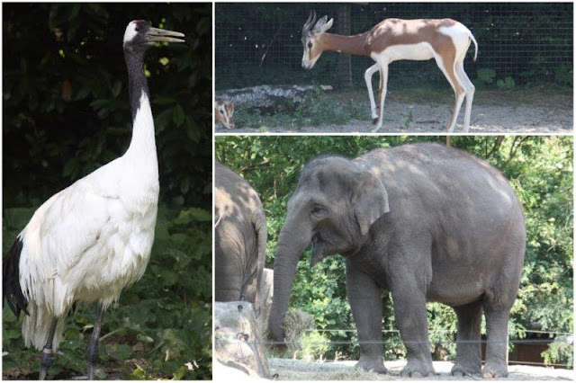 Pajaro, antílope, elefantes en el Zoológico de Rotterdam o Diergaarde Blijdorp