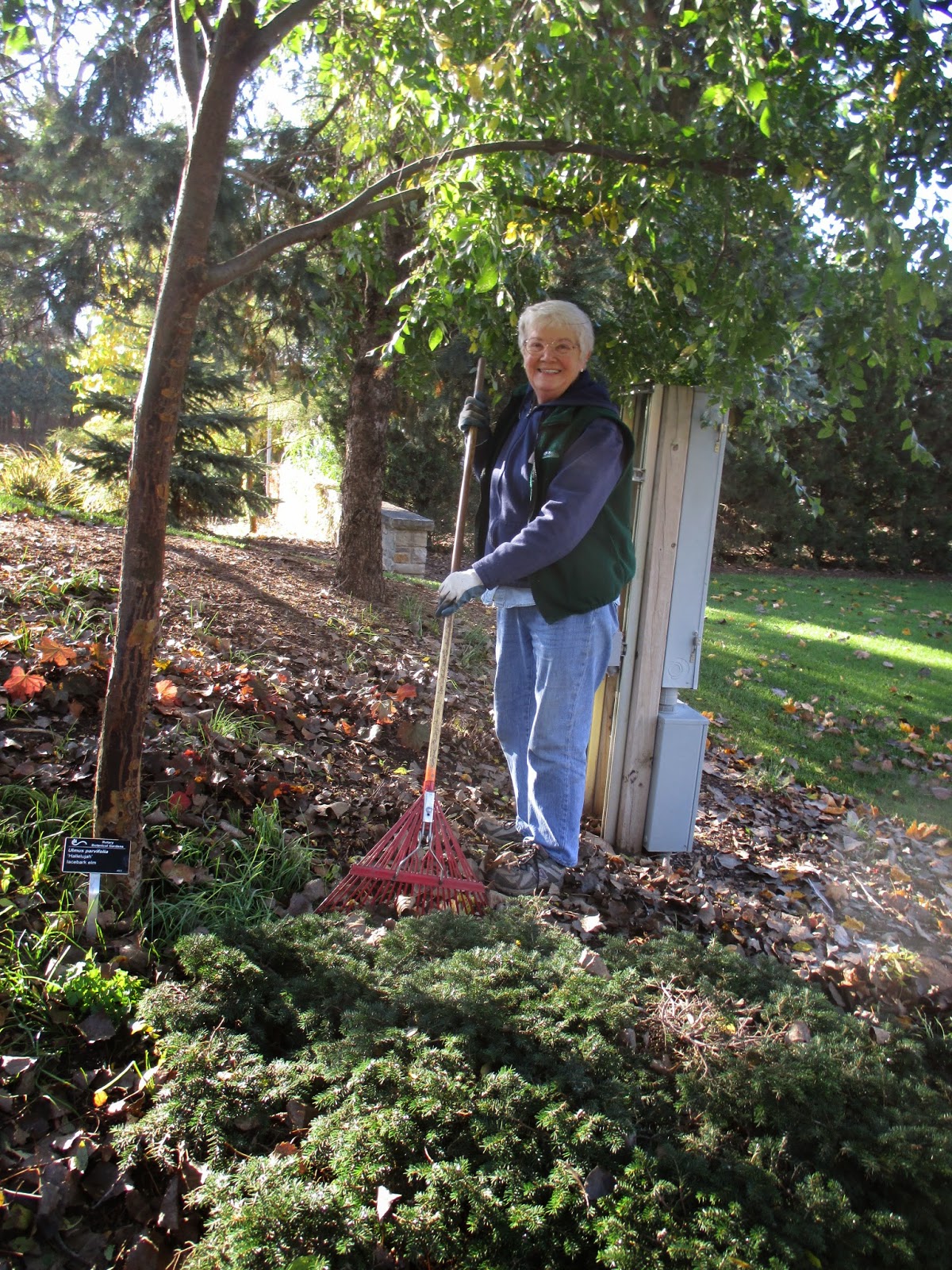 A Year With The Trees Black Birch Betula Lenta