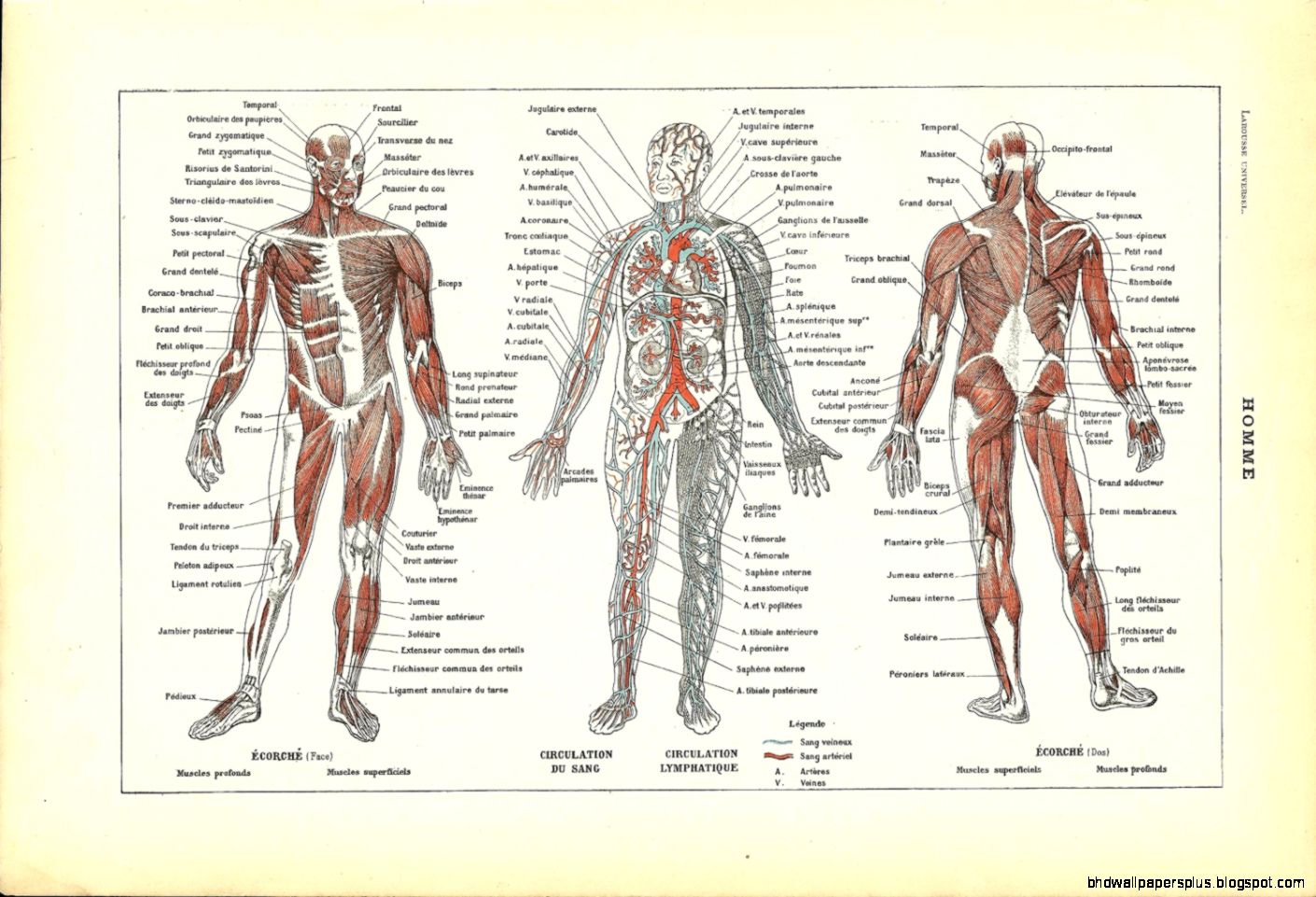 1922 Poster HUMAN ANATOMY French Dictionary by FolieduJour 1922 Poster HUMAN ANATOMY French Dictionary by FolieduJour