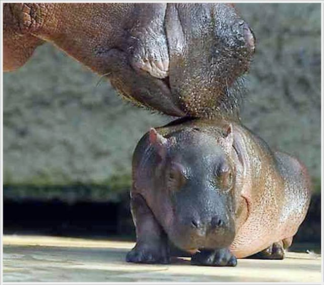 Baby Hippo Born in Berlin Zoo Seen On www.coolpicturegallery.us