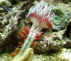 feather duster worm