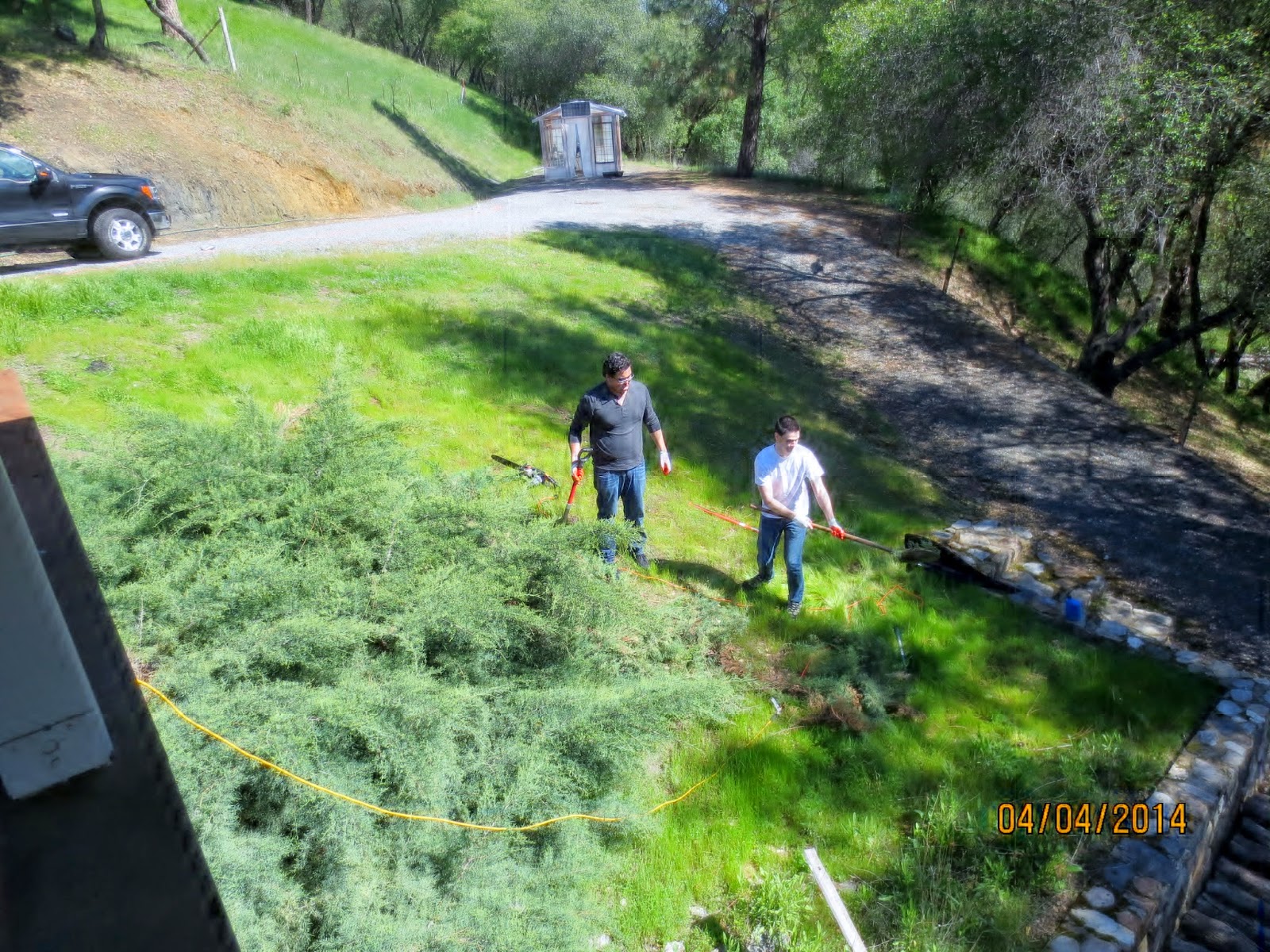 11 Best Juniper Images Plants Juniperus Communis Evergreen