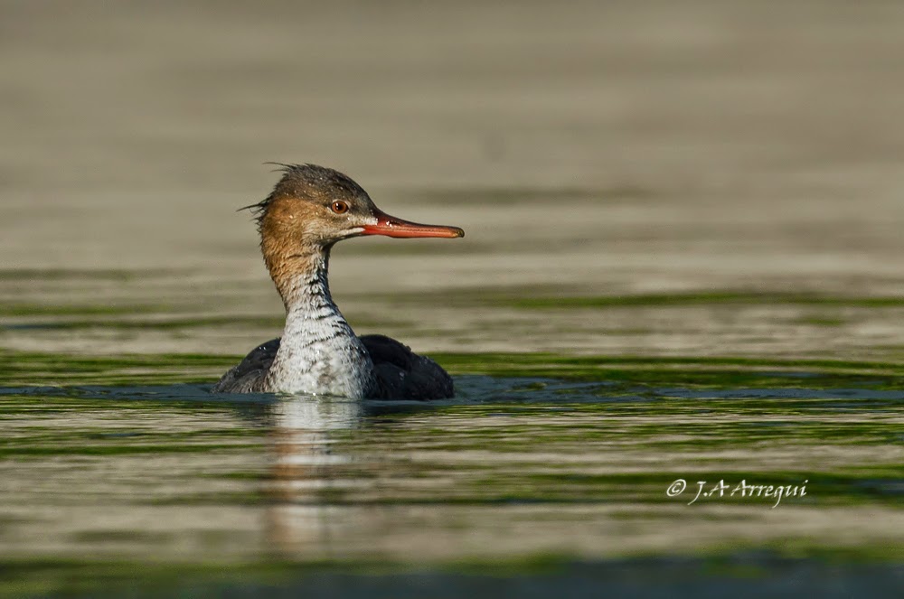 Serreta mediana, Mergus serrator, Red-breasted Merganser Serreta mediana, Mergus serrator, Red-breasted Merganser