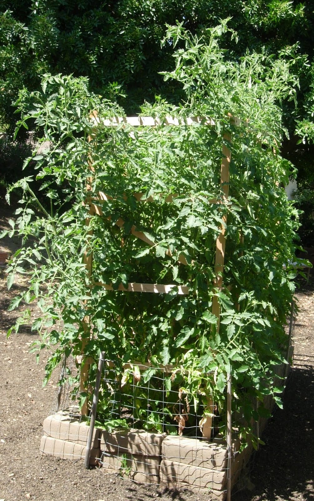 tomato bed