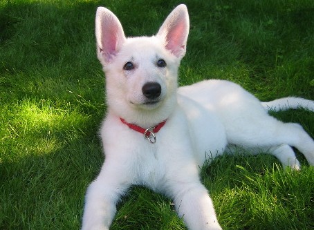White German Shepherd Puppies Dogs For Sale Near Me In New South Wales Australia