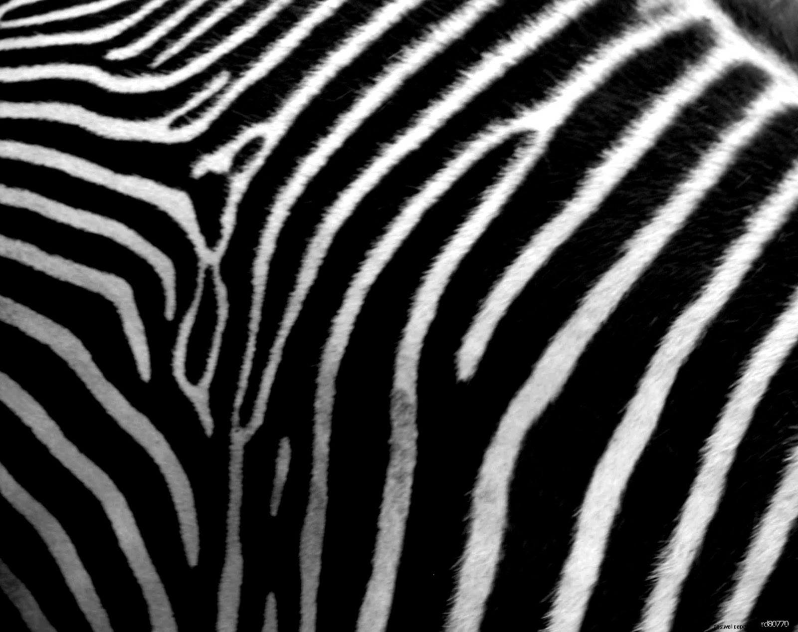 Zebra Skin Print Zebra Skin Print
