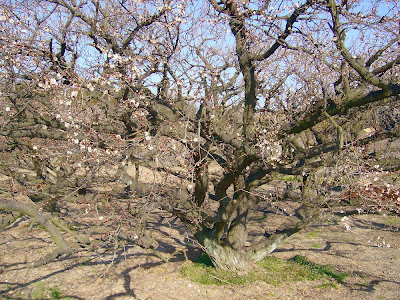 城陽市・青谷梅林 梅まつり