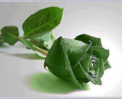 Rose Wow