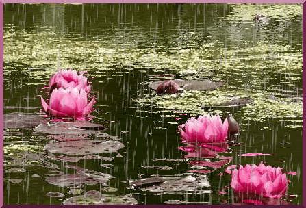 animated free gif: flowers in rain water lilies images gif animated